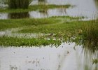 Kleine strandloper  (juveniel) (Little stint) (Calidris minuta) - Ogii Nuur 14-08-2016 (1)